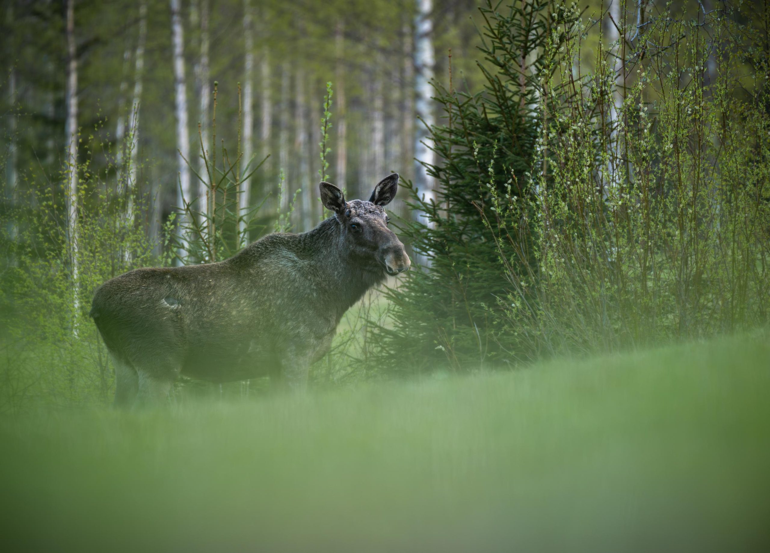 Älg i skogen